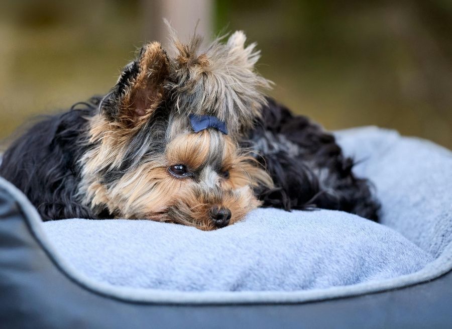 Why Washing Your Dog’s Bed Is Important