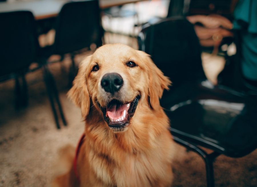 Your Dog Has Separation Anxiety