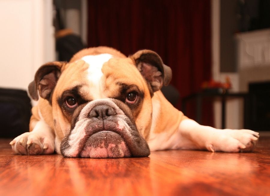 Your Dog Is Bored
