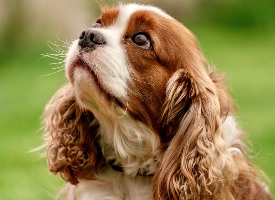 Your Dog Is Curious