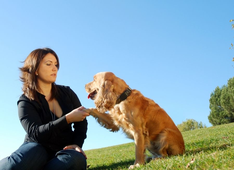 Your Dog Is Deeply Bonded to You