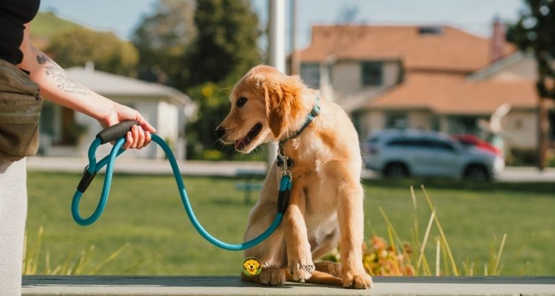 5 Simple Commands Every Dog Should Learn