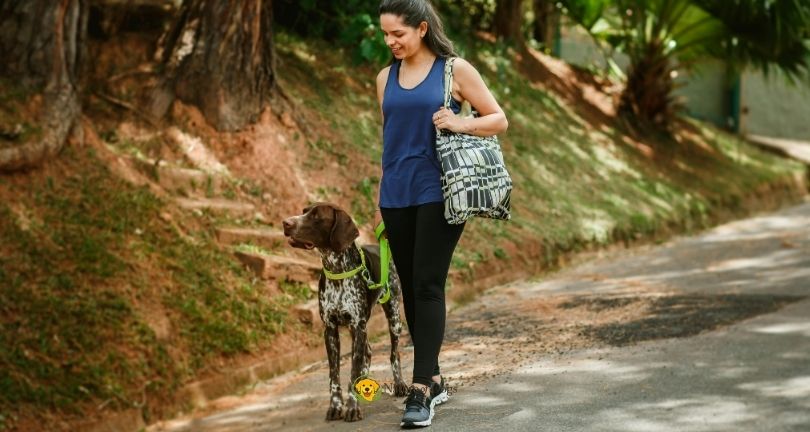 6 Signs Your Dog May Need More Daily Exercise