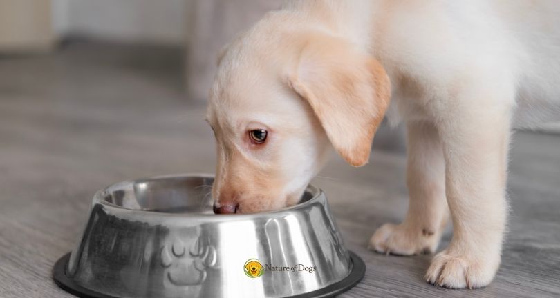 6 Signs Your Dog’s Diet May Need to Change