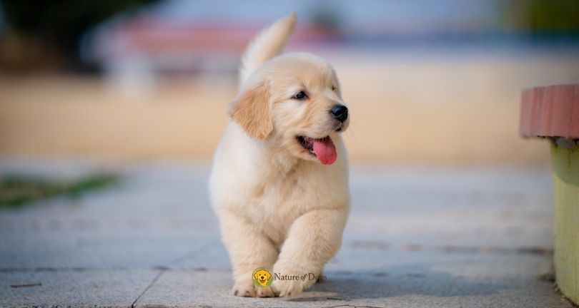 7 Must-Have Puppy Essentials for the First Month