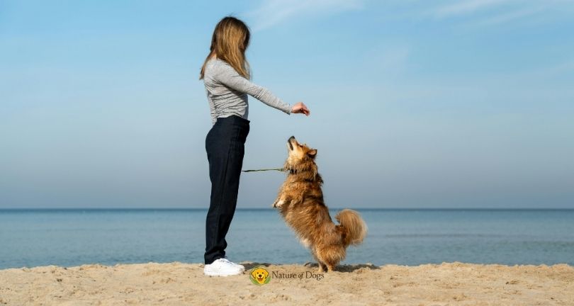 7 Things That Can Slow Down Your Dog’s Training Progress
