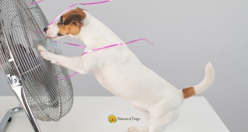7 Tips to Keep Your Dog Cool in Hot Weather
