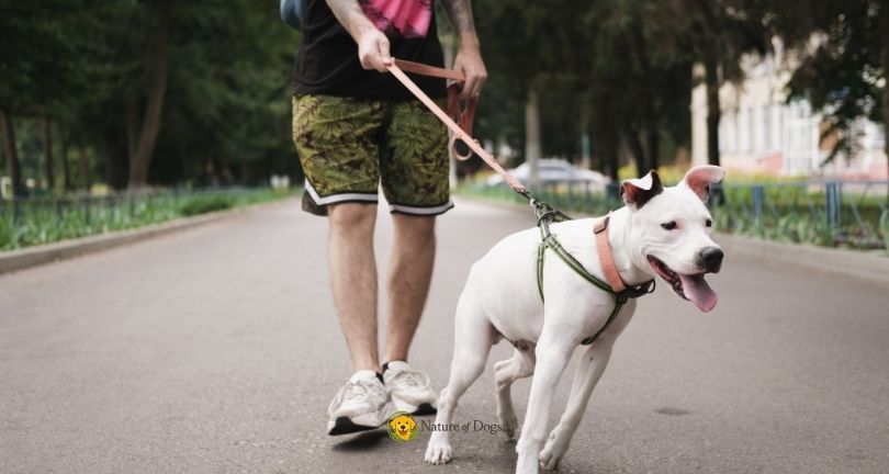 7 Tips to Stop a Dog From Pulling on the Leash