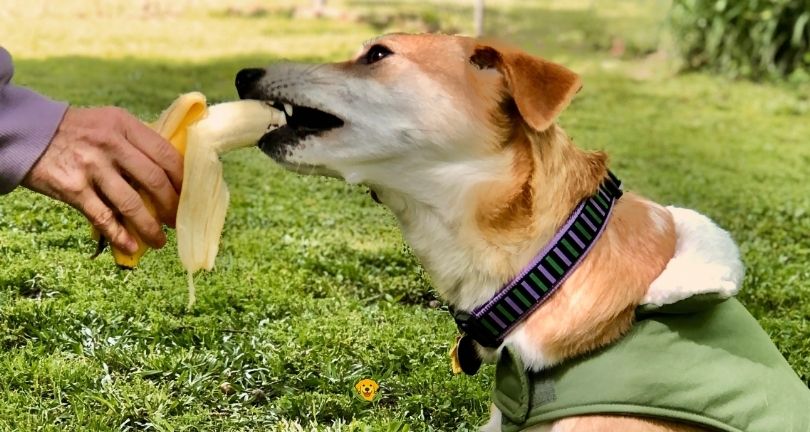 Can Dogs Eat Bananas Every Day