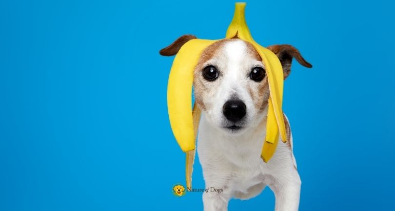 Can Dogs Eat Bananas