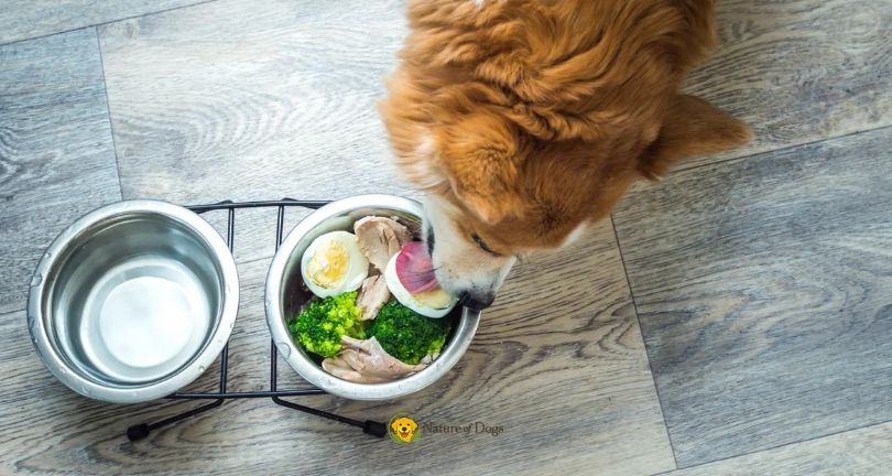 Can Dogs Eat Cooked Eggs Every Day