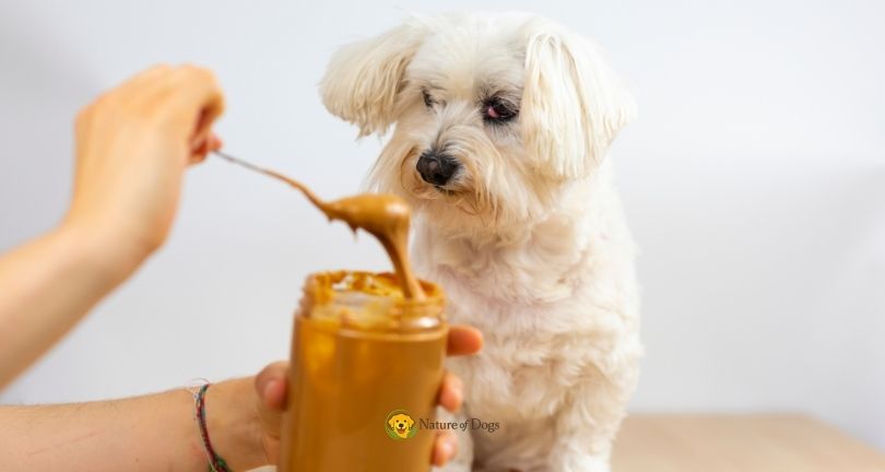 Can Dogs Eat Peanut Butter