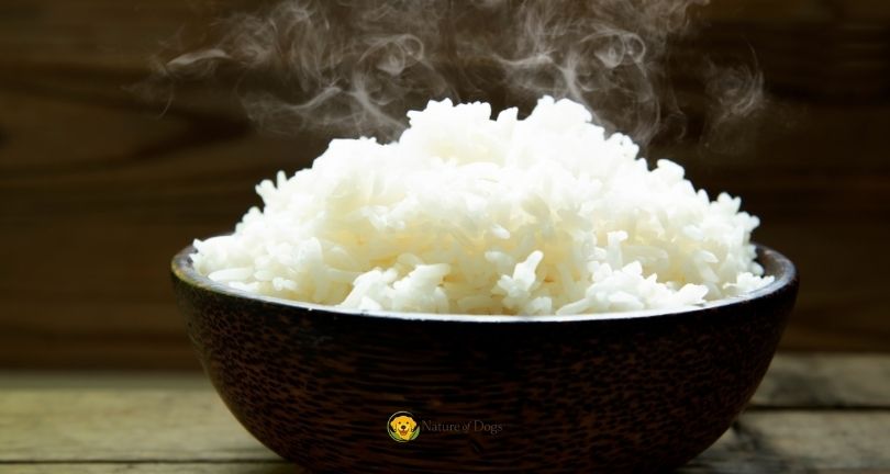 Can Dogs Eat White Rice for Upset Stomach