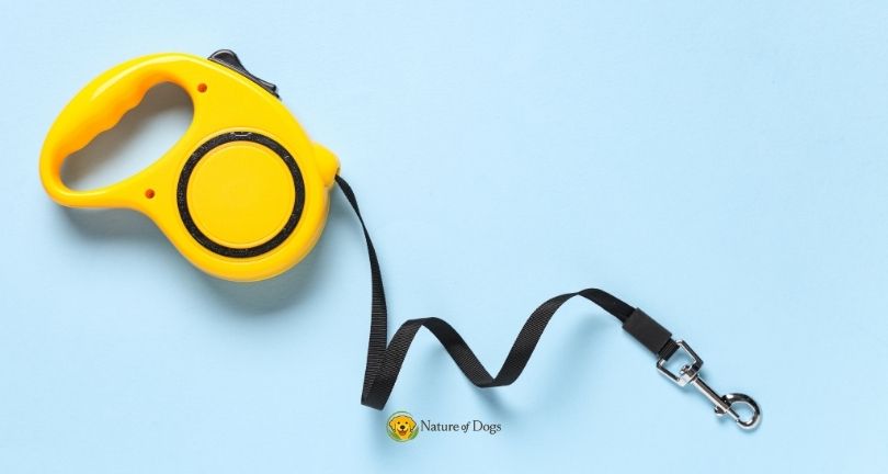 Dog Leash vs Retractable Leash