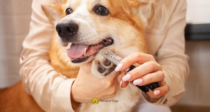 Dog Nail Care
