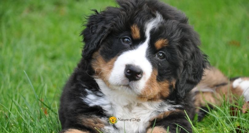Dog Separation Anxiety vs Normal Attachment