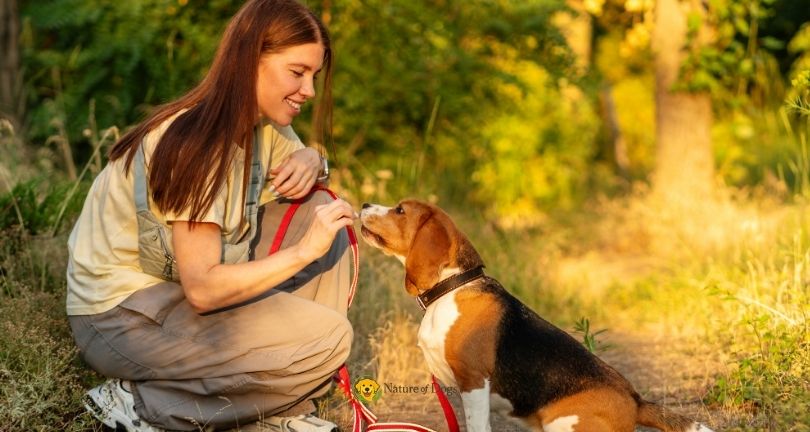 Dog Training Treats vs Regular Treats