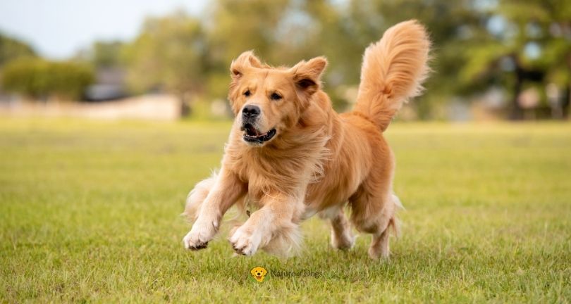 Dog Zoomies Explained