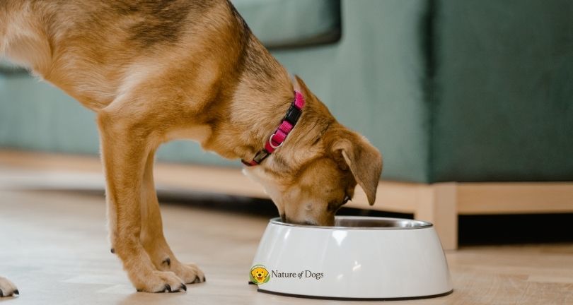 Grain-Free vs Grain-Inclusive Dog Food