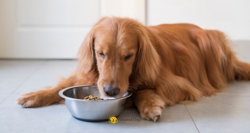 How Often Should Adult Dogs Eat Each Day