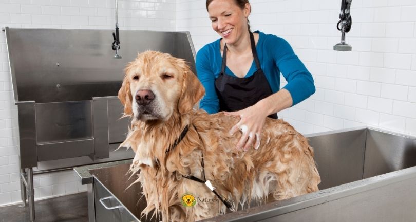 How Often Should You Bathe Your Dog