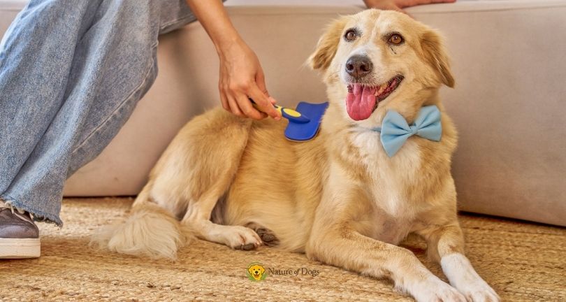 How Often Should You Brush Your Dog