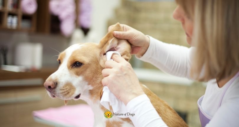 How to Clean Your Dog’s Ears Safely at Home