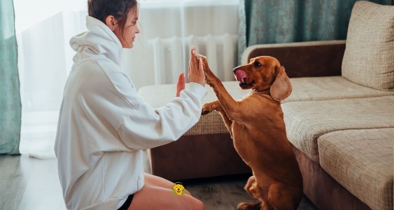 How to Create a Comfortable Daily Routine for Your Dog