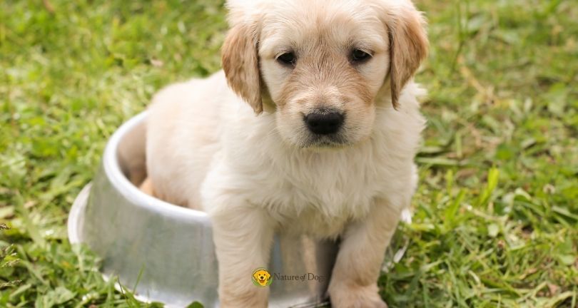 How to Potty Train a Puppy Step by Step