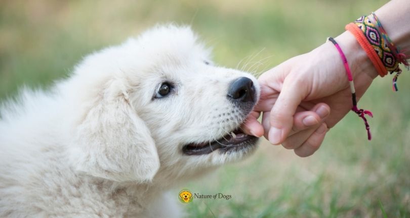 How to Stop Puppy Biting Without Punishment