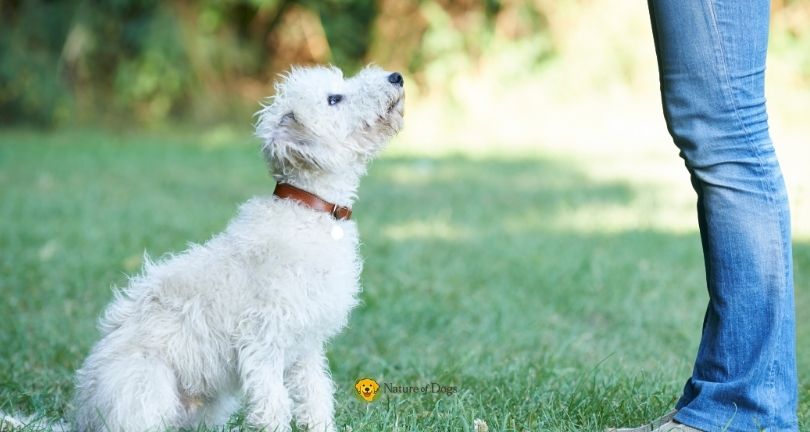 How to Teach Your Dog to Sit, Stay, and Come