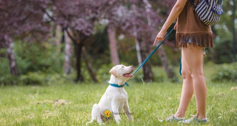 How to Train Your Dog to Walk Calmly on a Leash