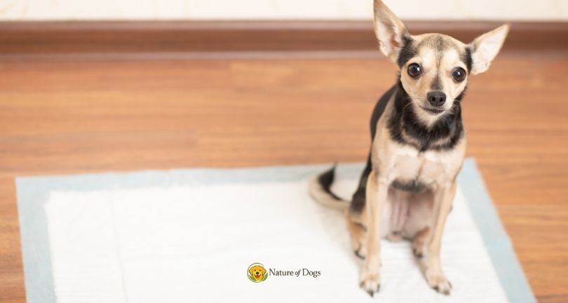 How to Understand Dog Body Language for Beginners