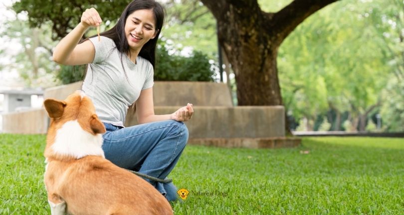 Positive Reinforcement Dog Training