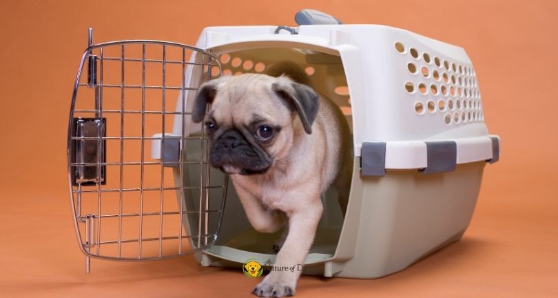Puppy Crate Training 6 Mistakes to Avoid