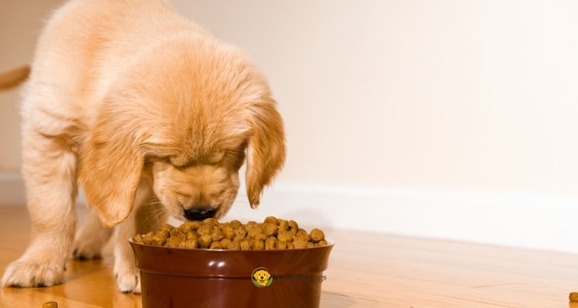 Puppy Feeding Schedule