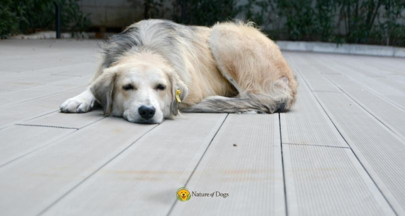 Signs Your Dog Is Bored and Needs More Enrichment