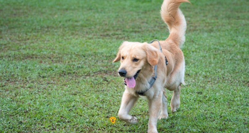 Things Your Dog’s Tail Wag May Be Telling You