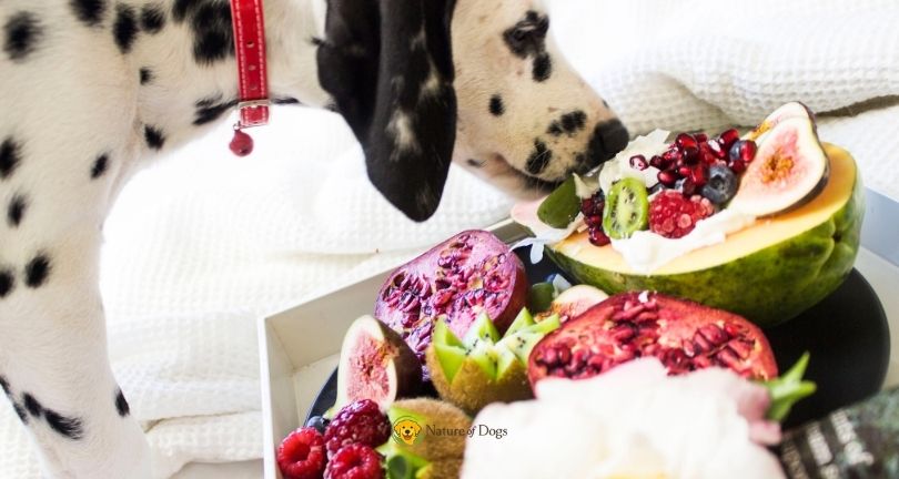 What Fruits Can Dogs Eat Safely Every Day