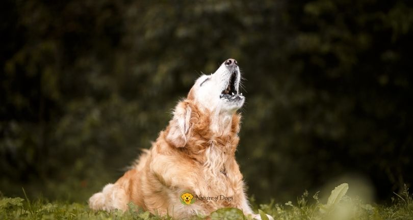 Why Do Dogs Bark at Night