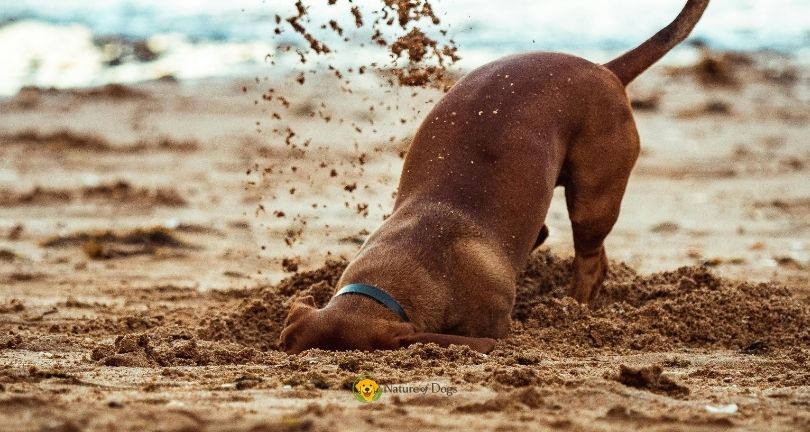 Why Do Dogs Dig Holes