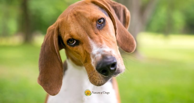 Why Do Dogs Tilt Their Heads
