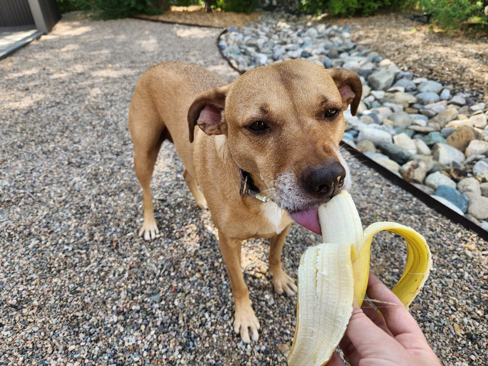 A golden retriever waits patiently for a small healthy slice of banana treat.
