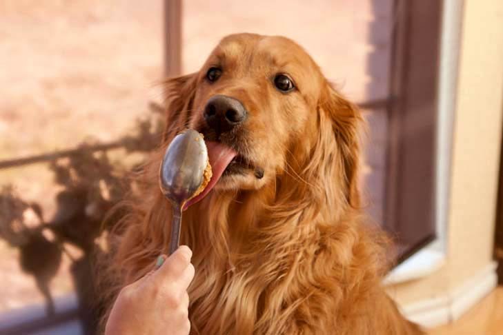 A golden retriever sitting near a jar of natural peanut butter on a counter.