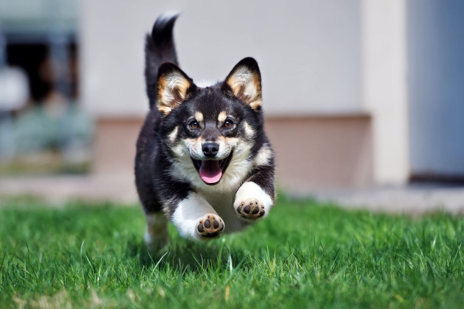 A happy puppy running in circles while experiencing a burst of dog zoomies.