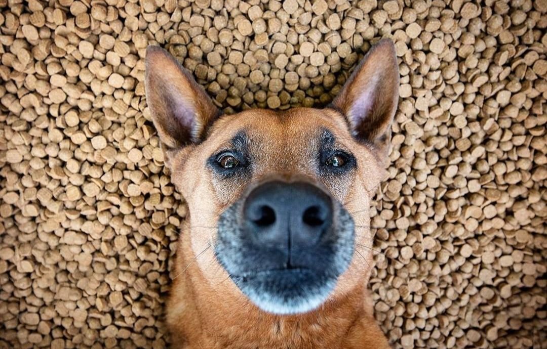 Two dog bowls featuring grain-inclusive and grain-free kibble options on a wooden floor.