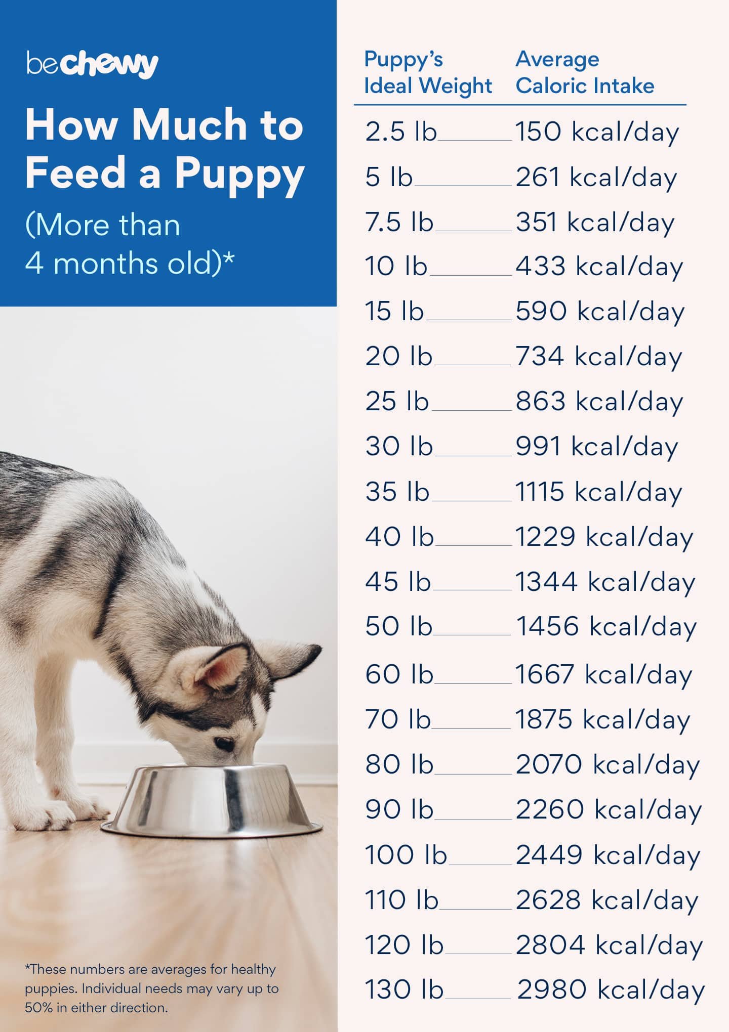 A dog waits next to a scale and measuring cup for feeding.