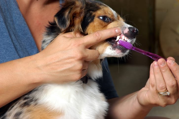 A person brushes a golden retriever to maintain its coat health and hygiene.
