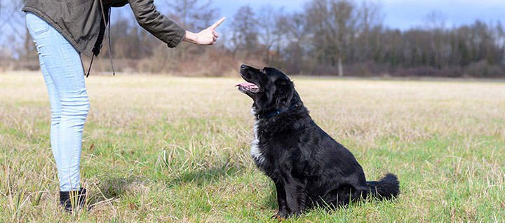 Essential dog training supplies including treats, a leash, and a collar on wood.