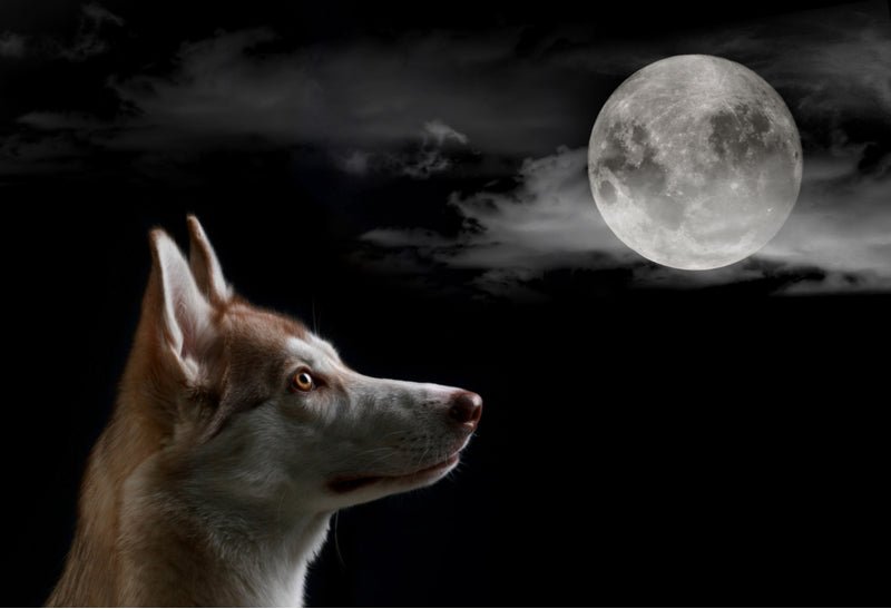 A watchful dog waits by a glass door while understanding why dogs bark at night.